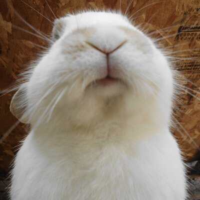 Profile Picture of Vero Zamora (@ver0lupe) on Twitter