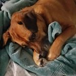 Profile Picture of Cindy Hilbert (@hilbertcindy) on Instagram