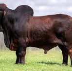 Profile Picture of Javier Chirinos (@Javier-Chirinos) on Facebook