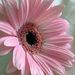 Profile Picture of Susan Ross-Holbrooks (@susan931) on Pinterest