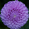Profile Picture of Peter Holt (@Peter Holt's Photography) on Flickr