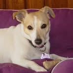 Profile Picture of Carla Mit Buffy (@sonja.rieder.7) on Facebook