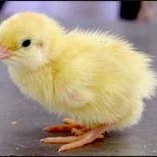 Profile Picture of Camp Howard (@lovecamphoward) on Twitter