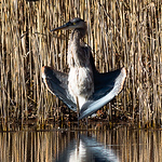 Profile Picture of joseph kelly (@joseph_kelly58) on Flickr