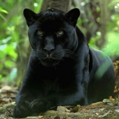 Profile Picture of David Oliveira (@david_dorcas) on Twitter