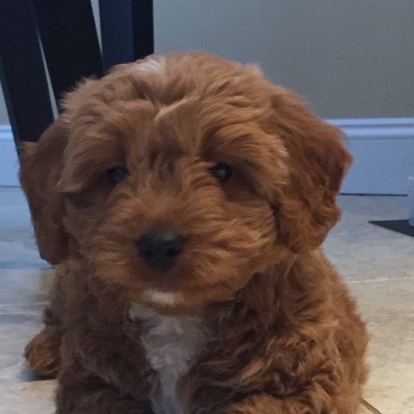 Profile Picture of Tom Antonopoulos (@taa1222) on Poshmark