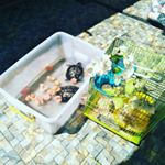 HAMMY,MILO AND FLUFFY - Instagram Profile Picture of HAMMY,MILO AND FLUFFY (@hammy.mify) on Instagram