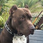 Profile Picture of Robert Breeden (@cornbredtrash) on Instagram