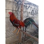 Profile Picture of Gary Pavon Ku (@Gary-Pavon-Ku) on Facebook