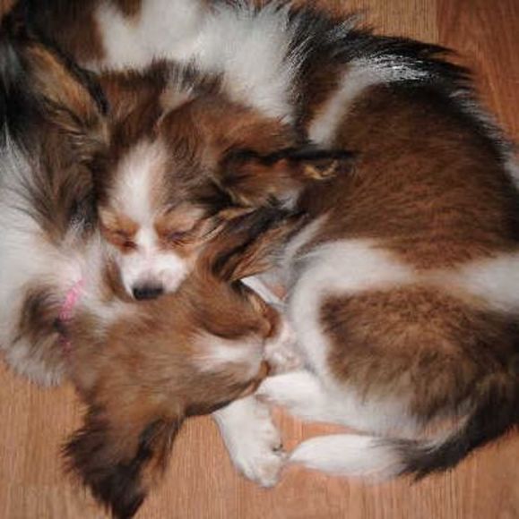 Profile Picture of Tony Przytula (@tprzytula) on Poshmark