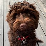 Profile Picture of Tori  Anne (@torimyrheim) on Instagram