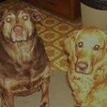 Profile Picture of Cheryl Andrews (@andrewscheryl31) on Instagram