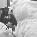 Profile Picture of Carlos, Oslow, Romeo, Greta (@feather.flock.yql) on Instagram