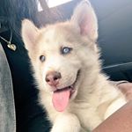 Profile Picture of King Solomon Roberts (@i.amkingsolomon) on Instagram