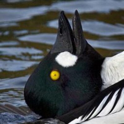 Profile Picture of Randy (@randles_powell) on Twitter