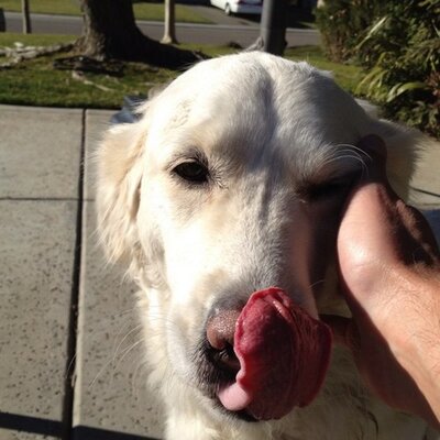 Profile Picture of Greg Ruiz (@ruiz_ah) on Twitter