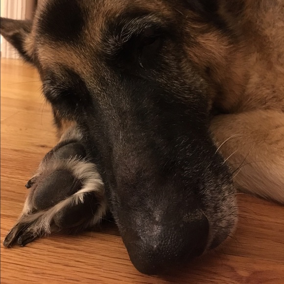 Profile Picture of Dora Wong (@nutella13) on Poshmark