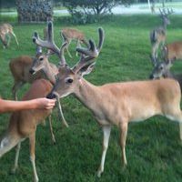 Profile Picture of Rubi Jackson (@jacksonbaytown) on Pinterest