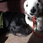 Profile Picture of Otis Wright (@ahoundandahalf) on Instagram