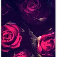 Profile Picture of Christy Dunigan (@cdunigan2112) on Pinterest
