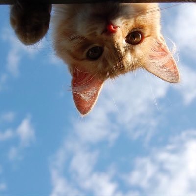 Profile Picture of Liming Chen (@LimingC43386638) on Twitter