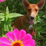 Profile Picture of Sacha D🐩 (@sacha__duff) on Instagram