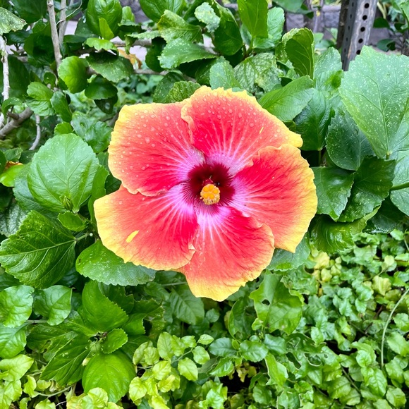 Profile Picture of Mathew Moroni (@introcut) on Poshmark