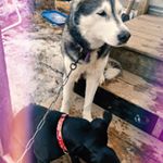 Profile Picture of Ivory, Storm, and Mary Jane (@ivory_storm_mj) on Instagram