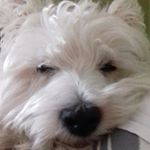Profile Picture of Mario Marquez (@mariomarquezmarc) on Instagram