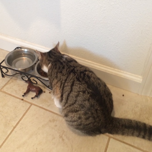 Profile Picture of Tona Ginochio (@tg707) on Poshmark