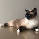 Profile Picture of Stella & Frank..mostly Frank 💯 (@not_cat_ladies) on Instagram