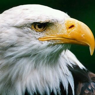 Profile Picture of Alex Oramas (@AlexOramas3) on Twitter