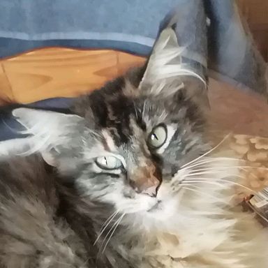 Profile Picture of christiane charriere (@christianecharrie) on Tiktok