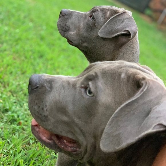 Profile Picture of Charlie Amperez (@charlieamperez) on Poshmark