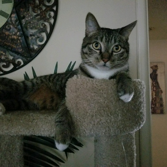 Profile Picture of Tishawna Hamlet (@baebeee) on Poshmark