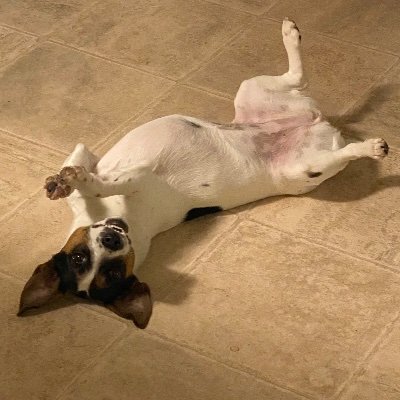Profile Picture of Jacob Mota (@jacob_mota) on Twitter