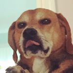 Profile Picture of Jill Cameron (@mellow_trees) on Instagram