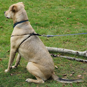 Joe Youngman - Youtube Profile Picture of Joe Youngman (@joeyoungman3736) on Youtube