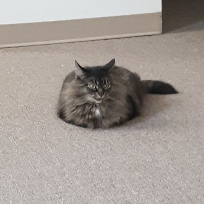 Profile Picture of Lisa Melanson (@LisaMelanson9) on Twitter