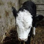 Profile Picture of Keith Merrick (@kcirrem_htiek_keith_merrick) on Instagram