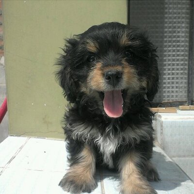 Profile Picture of Wilbert Torres (@wilytz) on Twitter