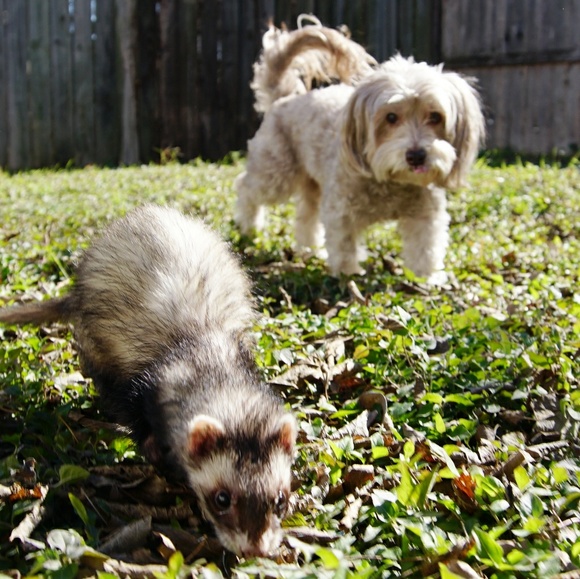 Meagan Cioppa - Poshmark Profile Picture of Meagan Cioppa (@dgcatx) on Poshmark