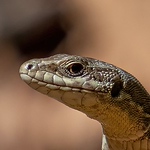 Profile Picture of Giuseppe Chirico (@giuseppe_chirico) on Flickr