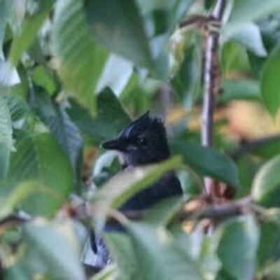 Profile Picture of Manan Desai (@manandesai34) on Twitter