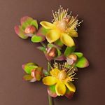 Profile Picture of Jaya lakshmi (@jaya_koneru) on Instagram