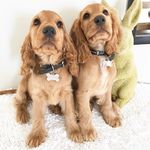 Profile Picture of Jody, Hunter & Cooper (@ourspanieltribe) on Instagram