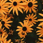 Profile Picture of Alexis Lynn Sigmon (@l.y.n.n.s.i.g.m.o.n) on Instagram