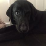 Profile Picture of rosiesheehan_ (@rosiesheehan_) on Instagram