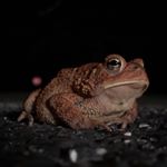 Profile Picture of Robert the Cowardly Frog (@itsrobertorwhatever) on Instagram