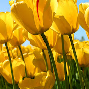 Profile Picture of Suma George (@sumageorge176) on Youtube